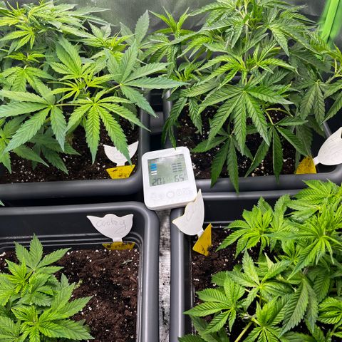 Cooky c4 Hulk gelato growlog photo: Ein Tag nach der Rasur.alle haben sich gefangen.werte im Zelt top 
