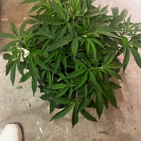 Cooky c4 Hulk gelato growlog timeline photo