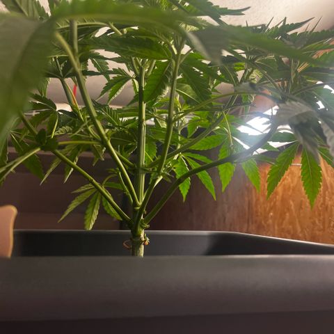 Cooky c4 Hulk gelato growlog timeline photo
