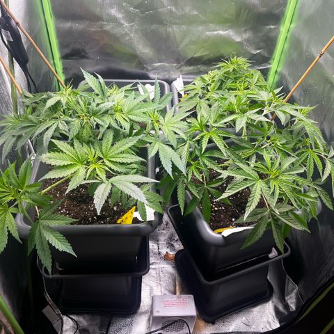 Cooky c4 Hulk gelato growlog timeline photo