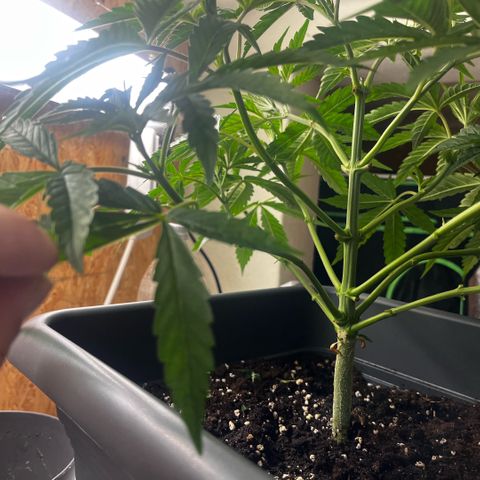 Cooky c4 Hulk gelato growlog timeline photo