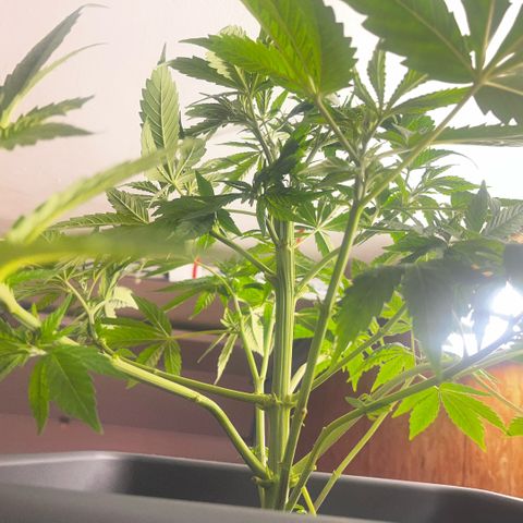 Cooky c4 Hulk gelato growlog timeline photo