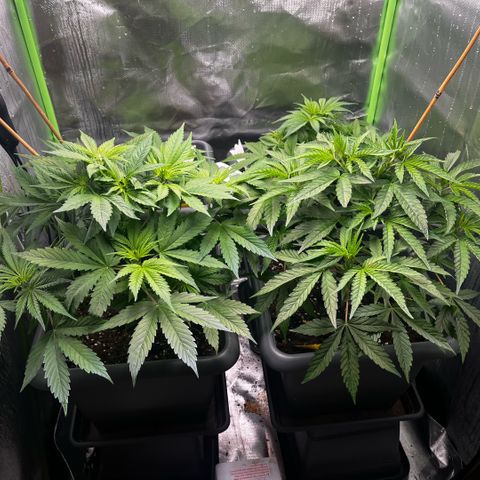 Cooky c4 Hulk gelato growlog photo: Fuck sie wachsen zu schnell aber sind happy.leichte gelbliche Blätter Dünger erhöht.root normal.auf5liter:Heaven 20.topmax20.biogrow20.bloom20calmag5