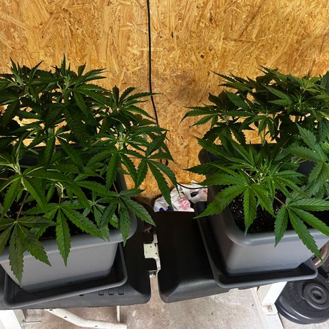 Cooky c4 Hulk gelato growlog photo: Fuck sie wachsen zu schnell aber sind happy.leichte gelbliche Blätter Dünger erhöht.root normal.auf5liter:Heaven 20.topmax20.biogrow20.bloom20calmag5