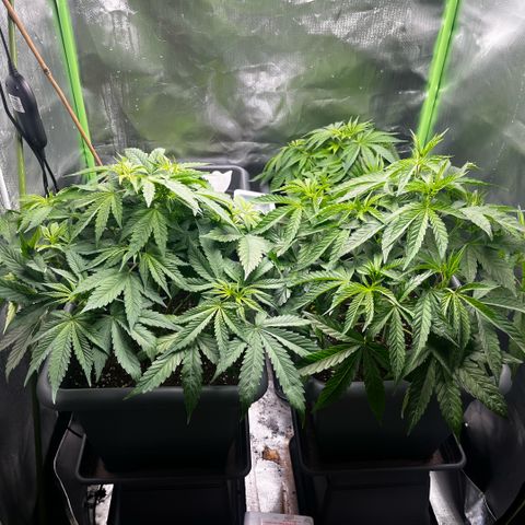 Cooky c4 Hulk gelato growlog photo: Radikaler Schnitt.alles Laub was Loch abhält weg geschnitten.unten drin alles weg.triebe gebogen nochmal getobt Spaßes halber.schalen voll gemacht von oben bischen Mineral Wasser um auf das Gewicht zu kommen