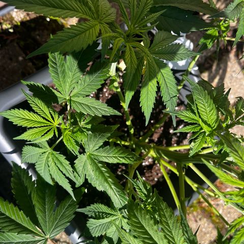Cooky c4 Hulk gelato growlog photo: Radikaler Schnitt.alles Laub was Loch abhält weg geschnitten.unten drin alles weg.triebe gebogen nochmal getobt Spaßes halber.schalen voll gemacht von oben bischen Mineral Wasser um auf das Gewicht zu kommen