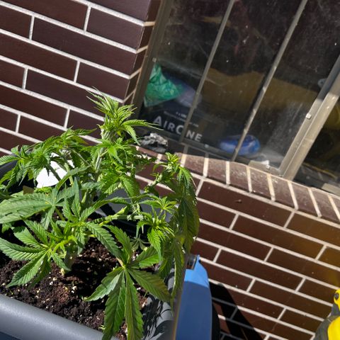Cooky c4 Hulk gelato growlog photo: Radikaler Schnitt.alles Laub was Loch abhält weg geschnitten.unten drin alles weg.triebe gebogen nochmal getobt Spaßes halber.schalen voll gemacht von oben bischen Mineral Wasser um auf das Gewicht zu kommen