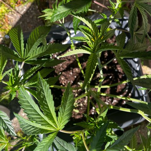 Cooky c4 Hulk gelato growlog photo: Radikaler Schnitt.alles Laub was Loch abhält weg geschnitten.unten drin alles weg.triebe gebogen nochmal getobt Spaßes halber.schalen voll gemacht von oben bischen Mineral Wasser um auf das Gewicht zu kommen