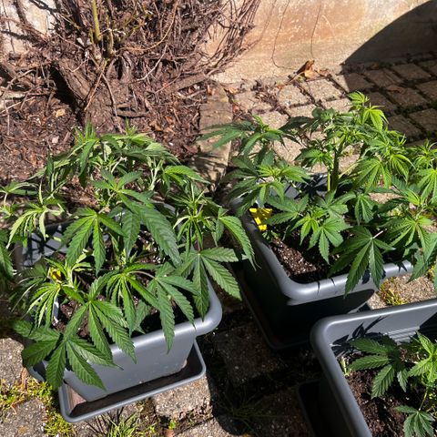 Cooky c4 Hulk gelato growlog photo: Radikaler Schnitt.alles Laub was Loch abhält weg geschnitten.unten drin alles weg.triebe gebogen nochmal getobt Spaßes halber.schalen voll gemacht von oben bischen Mineral Wasser um auf das Gewicht zu kommen