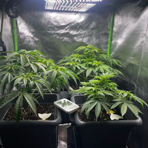 Cooky c4 Hulk gelato growlog photo: 2tage nach radikalem Schnitt biegen anknacksen etc😂Daumen dicke Stiele zich triebe