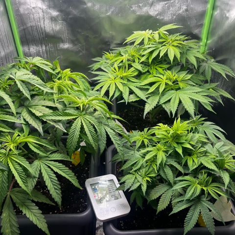 Cooky c4 Hulk gelato growlog timeline photo