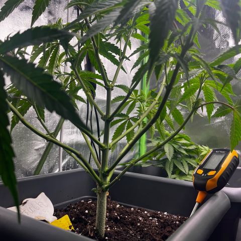 Cooky c4 Hulk gelato growlog timeline photo