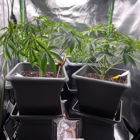 Cooky c4 Hulk gelato growlog timeline photo