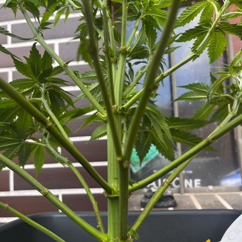 Cooky c4 Hulk gelato growlog timeline photo
