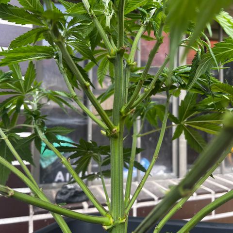 Cooky c4 Hulk gelato growlog timeline photo