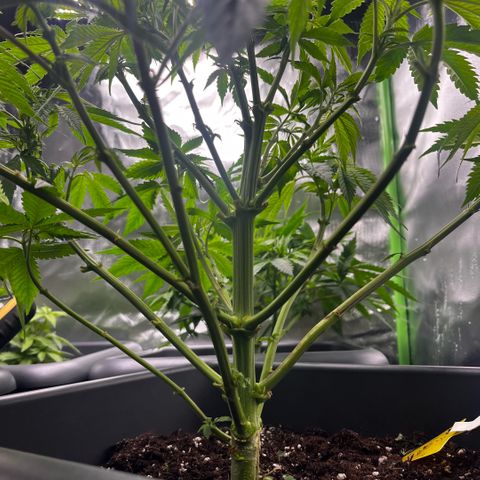 Cooky c4 Hulk gelato growlog timeline photo
