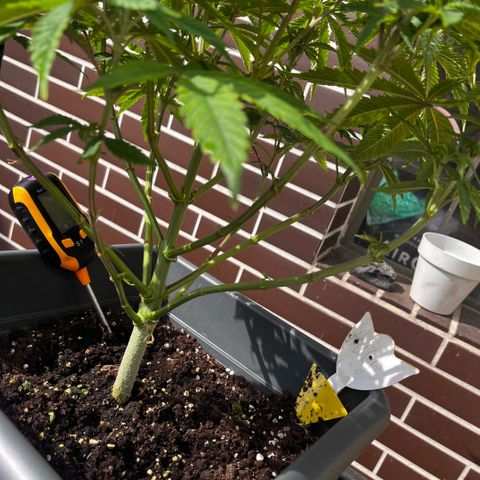 Cooky c4 Hulk gelato growlog timeline photo