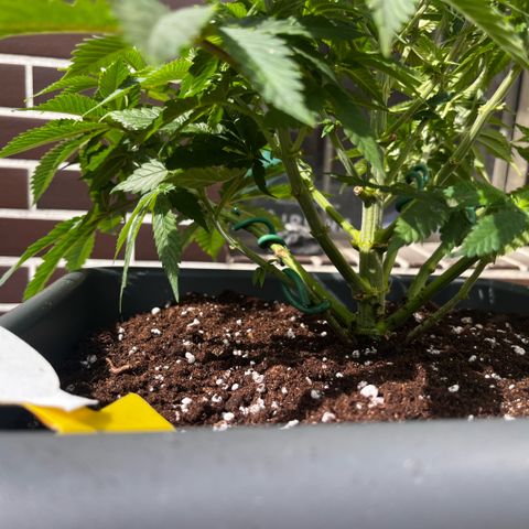 Cooky c4 Hulk gelato growlog timeline photo