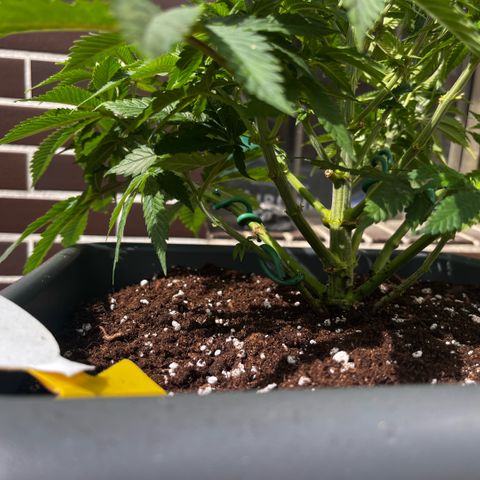 Cooky c4 Hulk gelato growlog timeline photo