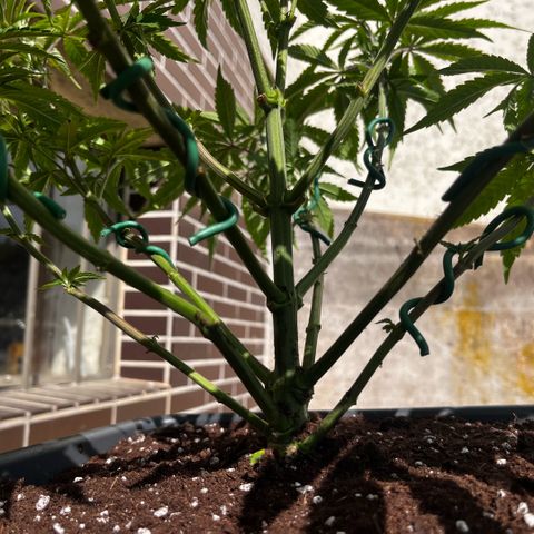 Cooky c4 Hulk gelato growlog timeline photo