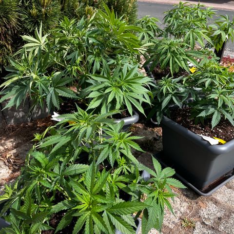 Cooky c4 Hulk gelato growlog timeline photo