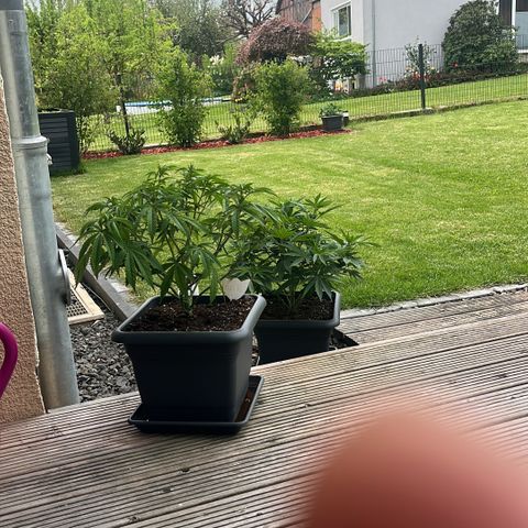 Cooky c4 Hulk gelato growlog timeline photo