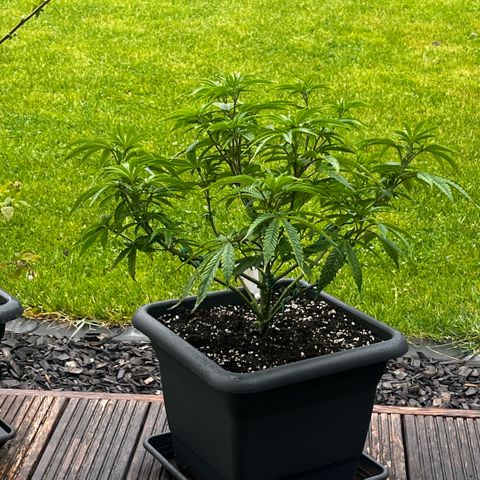 Cooky c4 Hulk gelato growlog photo: 3tage raus.alle sehen top dunkel grün aus😊einfach machen lassen jetzt