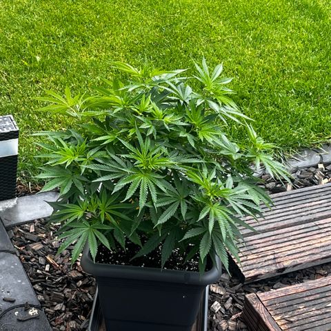 Cooky c4 Hulk gelato growlog photo: 3tage raus.alle sehen top dunkel grün aus😊einfach machen lassen jetzt