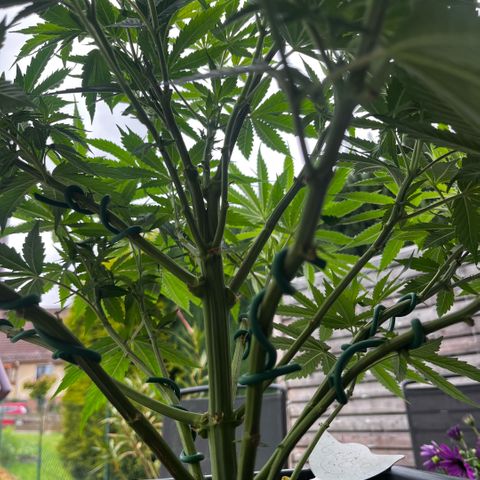 Cooky c4 Hulk gelato growlog photo: Gebogen geschnitten.erde gelockert
