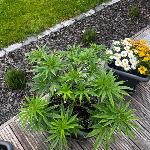 Cooky c4 Hulk gelato growlog photo: Gebogen geschnitten.erde gelockert