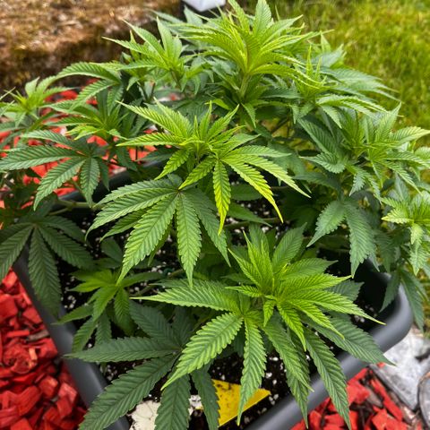 Cooky c4 Hulk gelato growlog photo: Gebogen geschnitten.erde gelockert