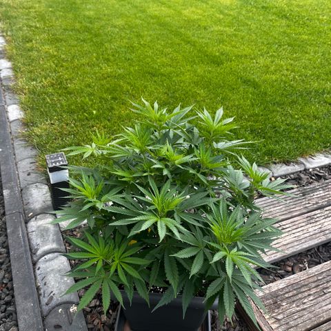 Cooky c4 Hulk gelato growlog photo: Gebogen geschnitten.erde gelockert