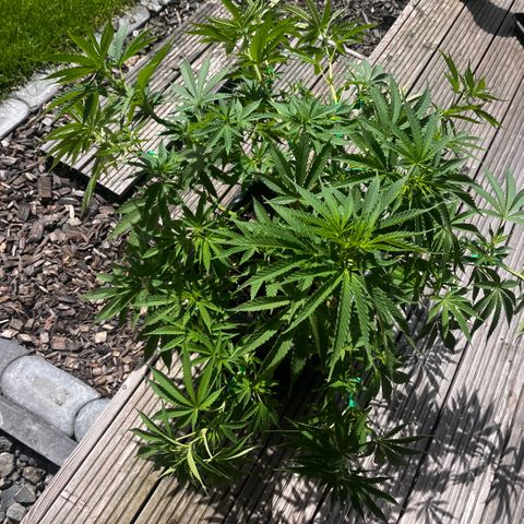 Cooky c4 Hulk gelato growlog timeline photo