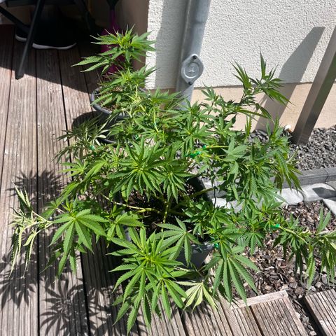 Cooky c4 Hulk gelato growlog timeline photo