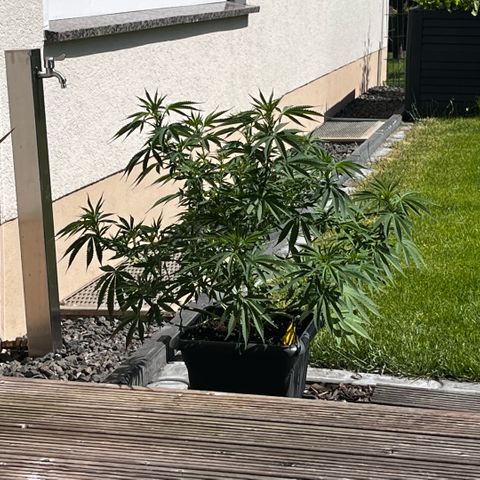 Cooky c4 Hulk gelato growlog timeline photo