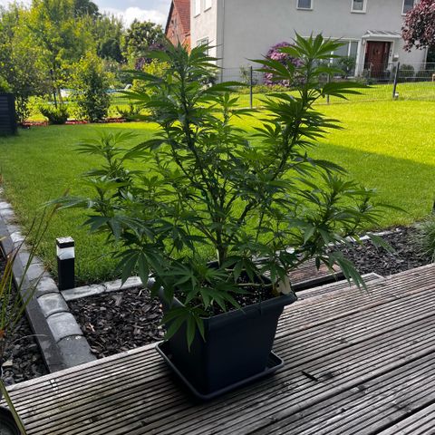 Cooky c4 Hulk gelato growlog timeline photo