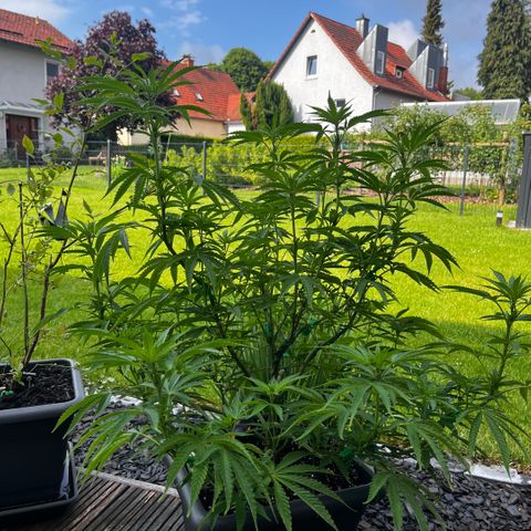 Cooky c4 Hulk gelato growlog timeline photo