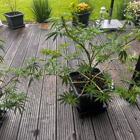 Cooky c4 Hulk gelato growlog timeline photo