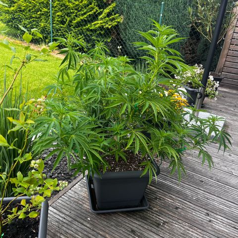 Cooky c4 Hulk gelato growlog timeline photo