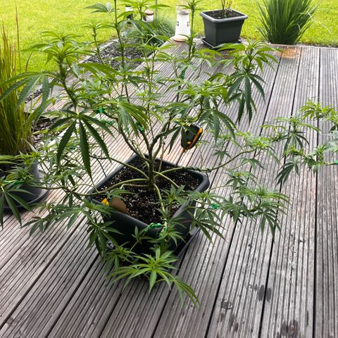 Cooky c4 Hulk gelato growlog timeline photo