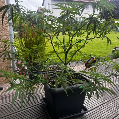 Cooky c4 Hulk gelato growlog timeline photo