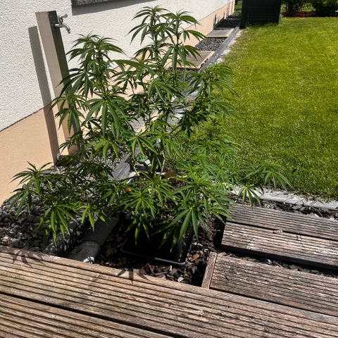 Cooky c4 Hulk gelato growlog timeline photo