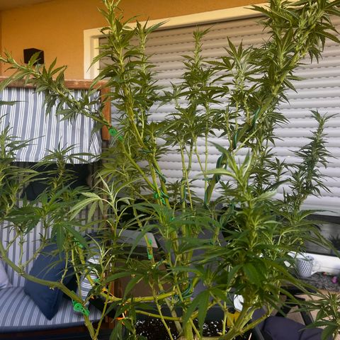 Cooky c4 Hulk gelato growlog photo: Gelato geschnitten gebogen.2te Woche Blüte.hulk noch schneiden sich 2te woche