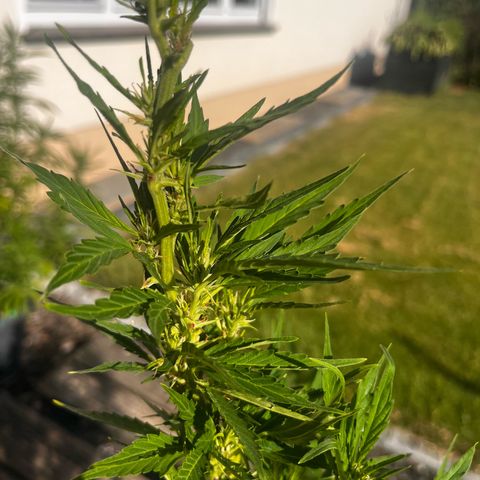 Cooky c4 Hulk gelato growlog photo: Gelato geschnitten gebogen.2te Woche Blüte.hulk noch schneiden sich 2te woche