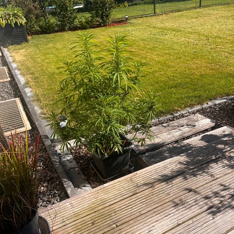 Cooky c4 Hulk gelato growlog photo: Gelato geschnitten gebogen.2te Woche Blüte.hulk noch schneiden sich 2te woche