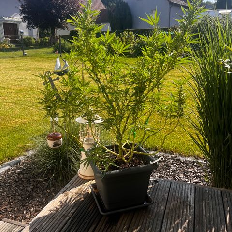 Cooky c4 Hulk gelato growlog photo: Gelato geschnitten gebogen.2te Woche Blüte.hulk noch schneiden sich 2te woche