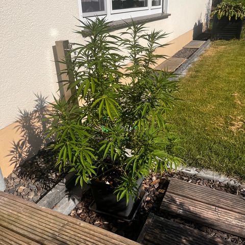 Cooky c4 Hulk gelato growlog photo: Gelato geschnitten gebogen.2te Woche Blüte.hulk noch schneiden sich 2te woche
