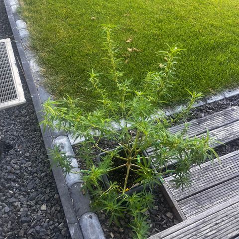 Cooky c4 Hulk gelato growlog photo: Hulk 1 Tag nach schneiden