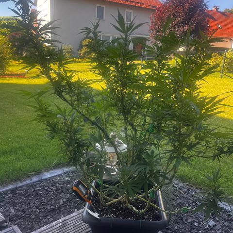 Cooky c4 Hulk gelato growlog photo: Gelato 2tage nach schneiden