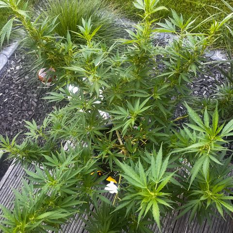 Cooky c4 Hulk gelato growlog photo: Gelato 2tage nach schneiden